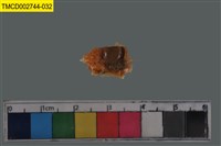 藏品(短指和尚蟹)的圖片